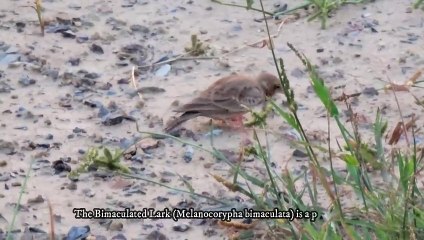 Bimaculated Lark (Melanocorypha bimaculata)