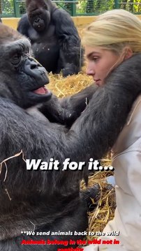 Such a special moment today when tambaby had her arms around me and would not let go I have known these gorillas my whole life and from thousands of hours spent together have been able to develop a compl