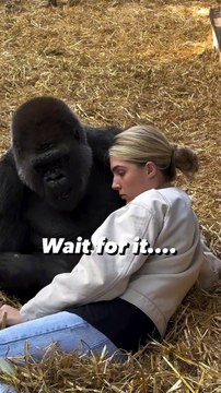 Tambaby being so gentle climbing ove me I have known Tambaby my whole life and from thousands of hours spent together have been able to develop a completely natural relationship with them ... NO trai