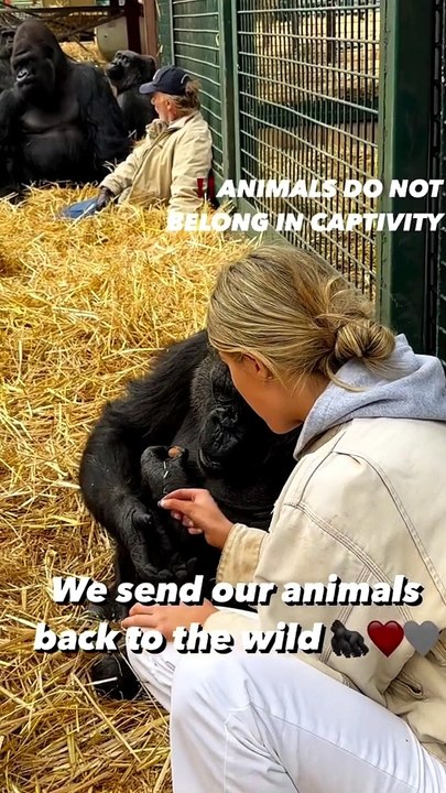 The video says it all   animals belong in the wild