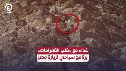 تجربة فريدة: غداء مع كلب الأهرامات في رحلة سياحية مذهلة بمصر 🏺