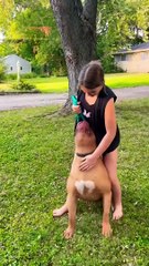 Banned in the UK _dog breed _bully breed _shorts video