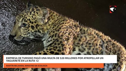 Empresa de turismo pagó una multa de $20 millones por atropellar un yaguareté en la Ruta 12