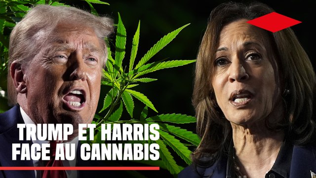 Elections américaines 2024 : Trump et Harris face à la légalisation du cannabis