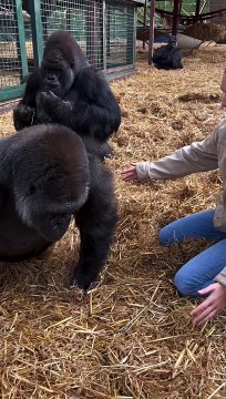 Trying to give tambaby a hug this is at the sanctuary where I have left my whole life and been able to develop completely natural relationships with these gorillas (my extended family) we rescue and t