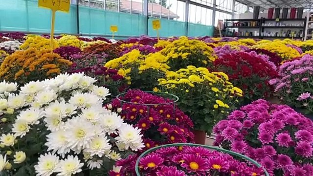 Les chrysanthèmes : stars de la Toussaint