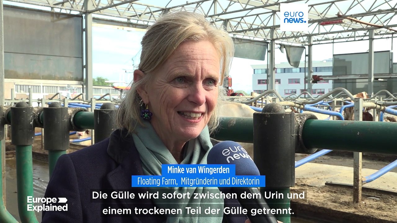Kühe grasen auf dem Wasser? Einzigartiges Pilotprojekt in Rotterdam