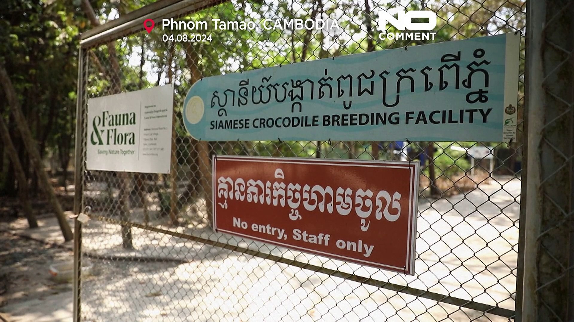 ⁣Siamese crocodile returns to Cambodia’s wild