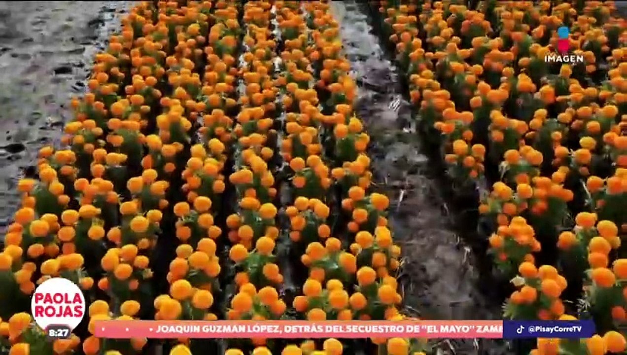 Las fuertes lluvias provocaron que los productores de cempasúchil perdieran sus cosechas