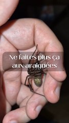 Ne faites plus ça aux araignées !
