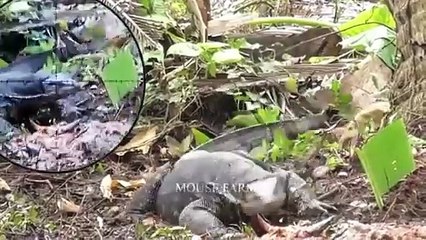 How Do Hunters And Farmers Deal With Thousands Of Komodo Dragon And Lizard | Wild Boar Hunting