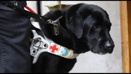 Roma, passeggiata con cani guida. Brambilla: bene novità in manovra