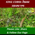 King Cobra Rescue In Assam Digboi