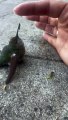 Person is feeding a stunned hummingbird sugar water until it regains its strength!