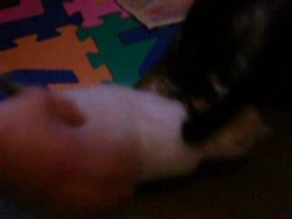 les petits chats5