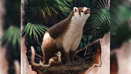 Study Finds:  The Life Of Pantolambda's Were Larger Than Most Mammals
