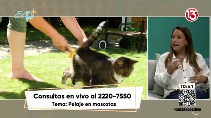 Entrevista - ¿Cómo cuidar el pelaje de nuestra mascota?