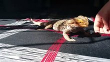 What Do Bearded Dragons Eat?