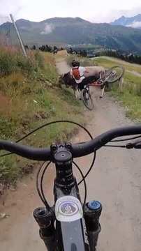 Cyclists Crash After Cow Comes in Their Way