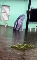 Reportan la presencia de un peligroso "tiburón" nadando en las inundaciones provocadas por las lluvias en Veracruz