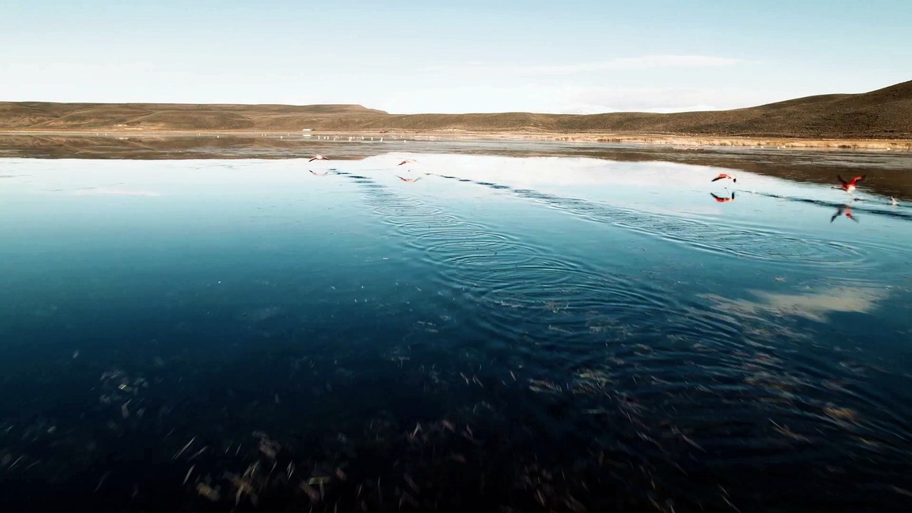INSTREAM_TOP TERRA_ESPECIES_OCT24