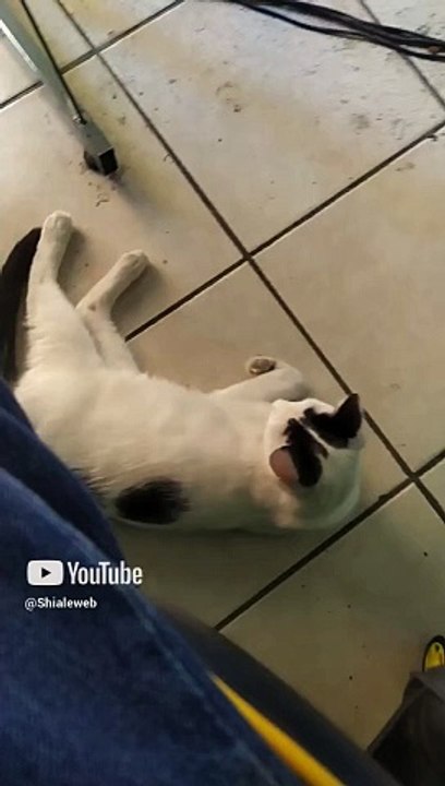 #shorts #animales #mascotas #gatos #felinos #oficina ya llego el gato pernanca a jugar un rato epico