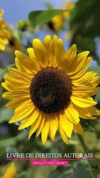 ✅Ficar Zen e Meditar- Música de relaxamento e meditação #Shorts