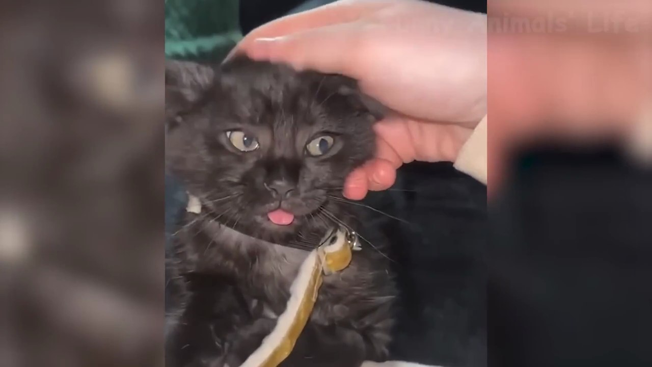 Funniest Animal Videos 2024  - Funny Cats And Dogs Videos