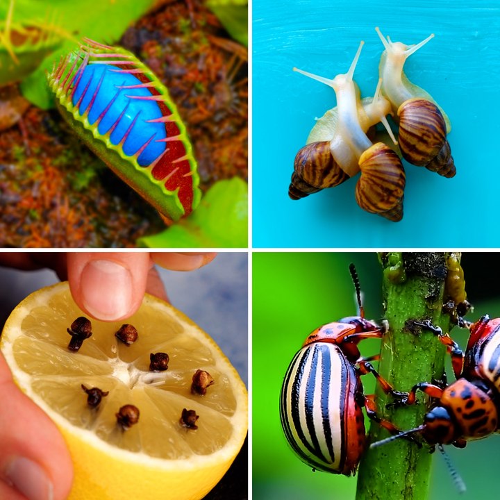 Pests won’t bother you again with easy ways to get rid of insects that could ruin your plants and garden!