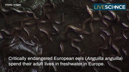 Discover the Fascinating Journey of European Eels to the Sargasso Sea 🌊