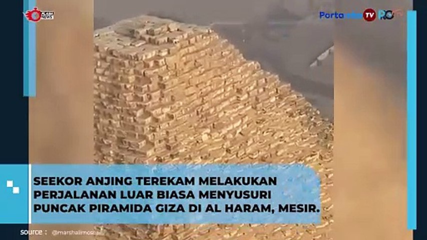 Viral, Seekor Anjing Melakukan Perjalanan hingga ke Puncak Piramida Giza Mesir