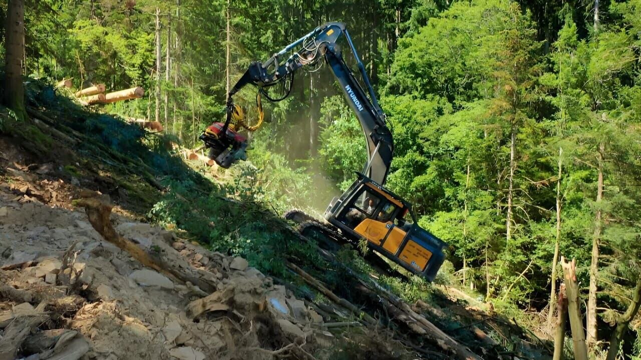 Bûcheron : un métier à hauts risques