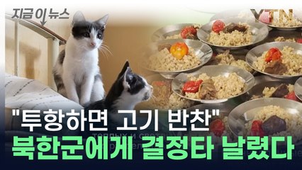 "투항하면 삼시 세끼 고기 반찬" 북한군에게 결정타 날린 우크라이나 [지금이뉴스] / YTN