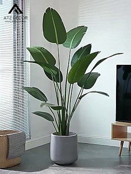 Cây chuối rẻ quạt giả vận chuyển toàn quốc, cam kết chất lượng, giá tốt nhất 2024, miễn phí vận chuyển | Mua ngay