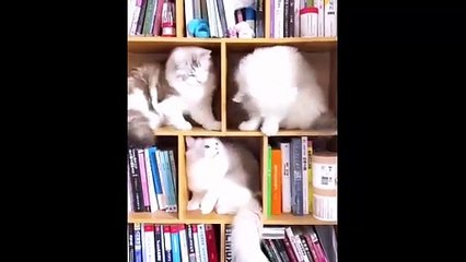 Is FIGHTING is CUTE ..هل القتال لطيف إلى هذا الحد ..    من فضلك مثل:> https://shorturl.at/HBLW