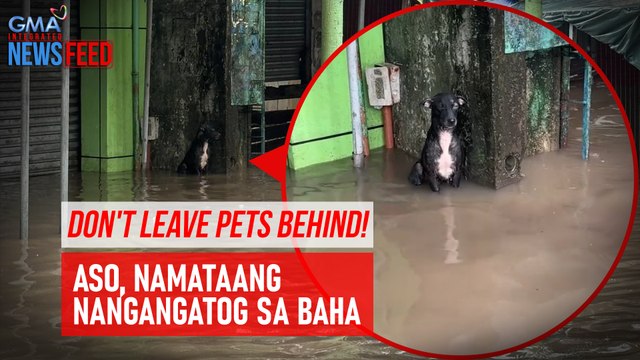 Don't leave pets behind! – Aso, namataang nangangatog sa baha | GMA Integrated Newsfeed