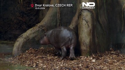 Bedrohte Tierart: Tschechischer Zoo freut sich über Zwerflusspferd-Nachwuchs