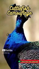 Animal Facts      Cuttlefish Camouflage     #shorts