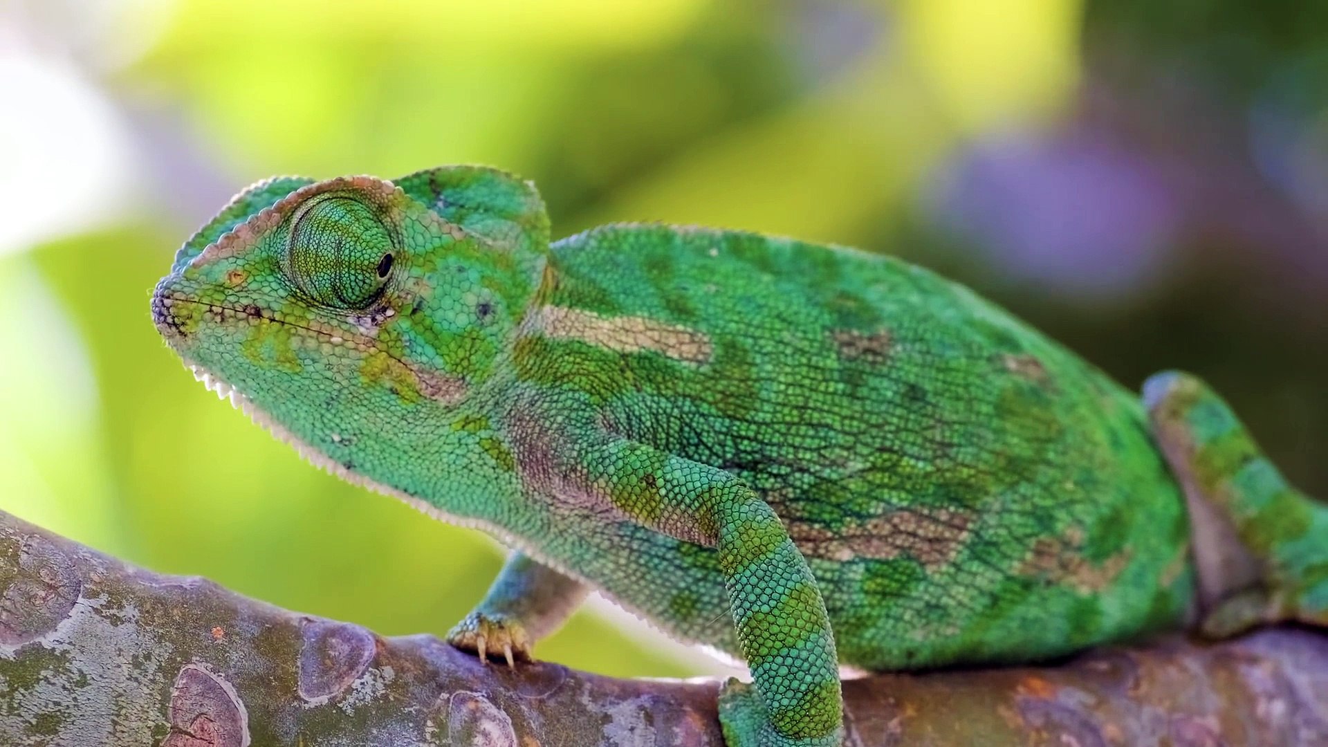 ⁣Ultimate Wild Animals Collection in 8K ULTRA HD _ 8K TV