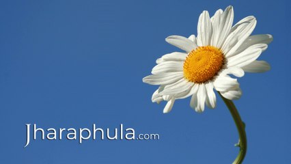 jharaphula.com the multi-lingual leading information based portal of INDIA