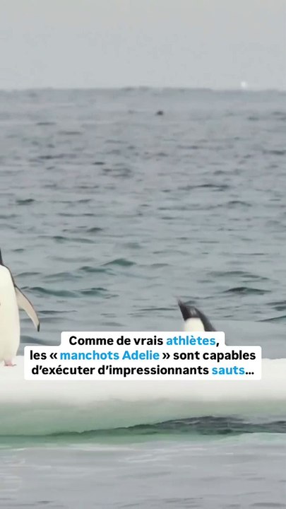 Cet animal est champion de saut en hauteur