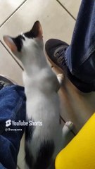 El gato pernanca es mi amigo peludo me visita en la oficina para jugar #shorts #animal #mascota #pet