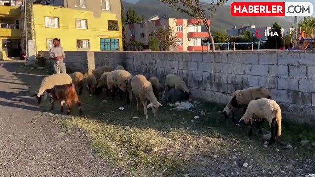 Polis, Depremzedenin Çalınan Koyunlarını Buldu