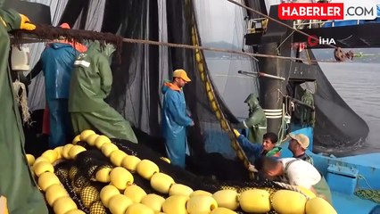 Balıkçılar 54 Gün Süren Zorlu Mücadelede Palamut Avlıyor