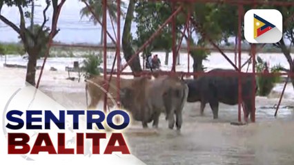 Télécharger la video: Ulang binuhos ng Bagyong Kristine sa Albay, record-breaking ayon sa Albay Public Safety and Emergency Management Office