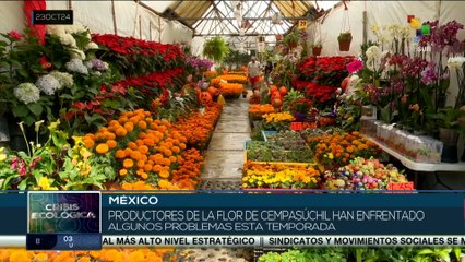 Productores de la flor de cempasúchil han enfrentado algunos problemas esta temporada