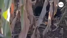 «Questi suoni mi perseguitano ancora». Sente dei rumori in un campo di mais e fa una triste scoperta