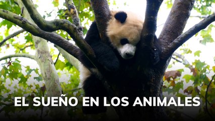 El sueño en los animales