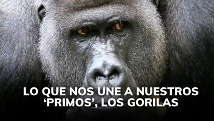 Lo que nos une a nuestros 'primos' los gorilas
