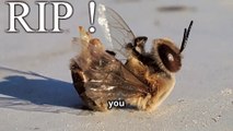 RIP ! - Why Do Bees Die After They Sting? 